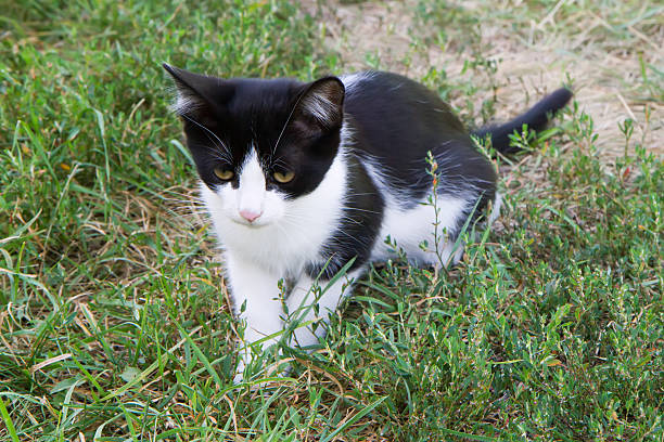 A young black and white cat is sitting in the grass. Cat playing in the garden