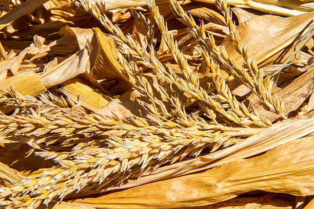 Yellow dry leaves and corn stalks close-up. Harvested dry corn tops