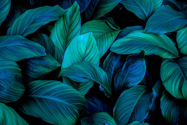 istock abstract tropical leaf natural green background. 2231412537