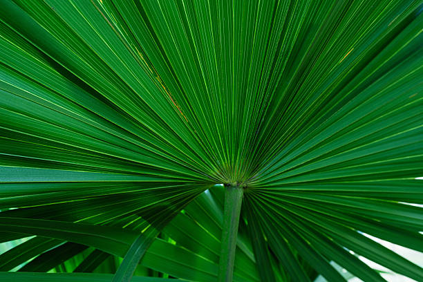 istock abstract palm leaf natural green background. 2231413477
