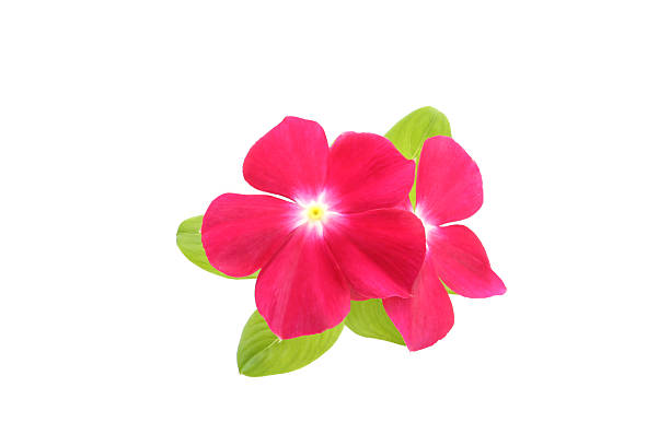 istock red flowers og catharanthus on a white background 2231414866