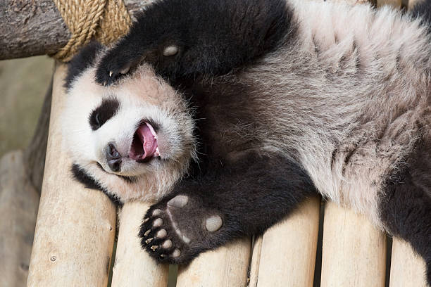 istock A young giant panda yawns while lying on its back with its hands raised. 2231415500