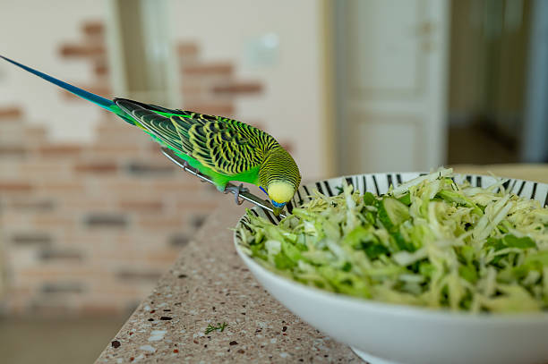 Young green budgerigar sitting on a fork in a bowl of cabbage salad, curious pet exploring food, home life and healthy eating concept