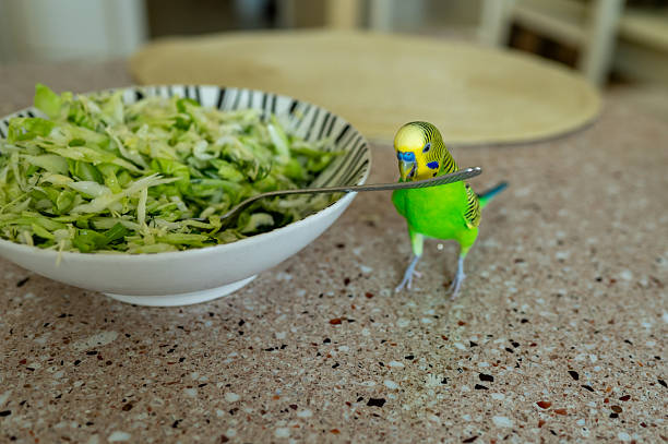 Young green budgerigar on kitchen table near cabbage salad bowl, trying to grab fork from salad, funny pet behavior and home life concept