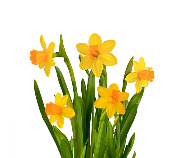 istock Spring bright yellow daffodil flowers isolated on white background. 2231418737