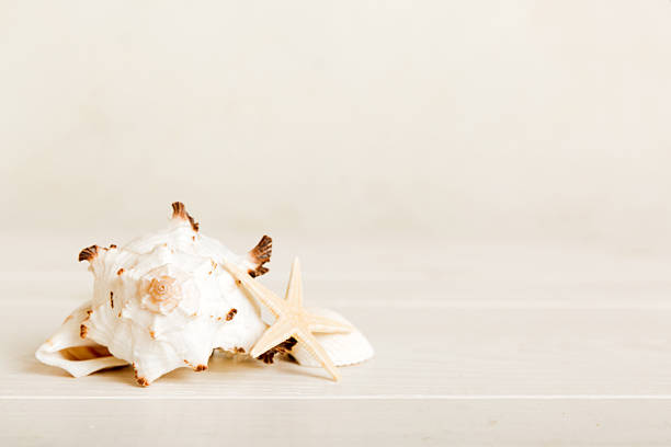 Summer time concept with sea shells or starfish on a table background with copy space for text.