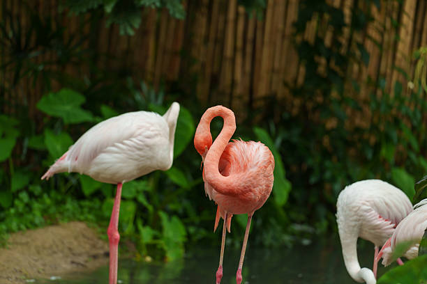 Hainan Province, China,Here is the Manshu Bay Wetland Park, a nature reserve with an area of about 600 mu (40hectares), which is rich in waterfowl and plant biodiversity. This is Flamingo Island.