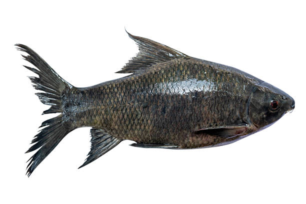 istock Fresh greater black shark on isolated on white background (Black sharkminnow,Laeo chrysophekadion) with clipping path 2231421131