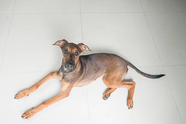 Portrait shot of cute dog playing with frog