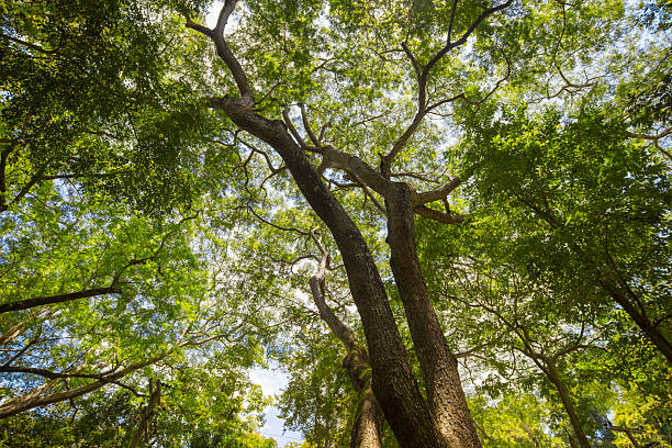 istock Low angle view of green tree in forest with blue sky background. 2231422984