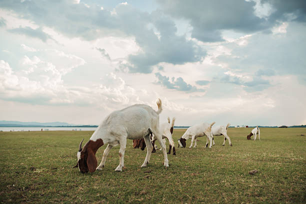 istock goat grazing grass on field near river 2231423206