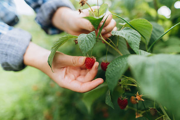 Hands Picking Ripe Red Raspberries From Green Bush in Garden
