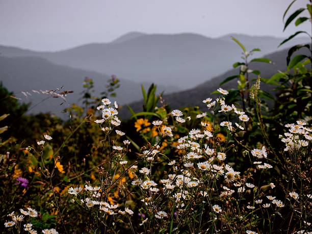 Wildflowers bloom in the foreground with misty mountains in the background, creating a serene natural landscape.