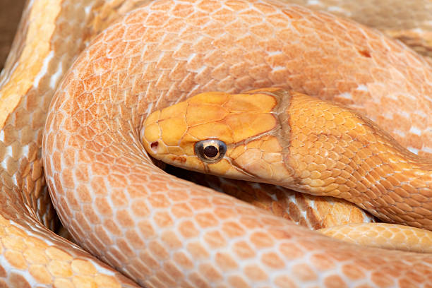 A beautiful radiated ratsnake (Coelognathus radiata), also known as a copperhead rat snake, or copper-headed trinket snake. A non-venomous colubrid snake found in Asia