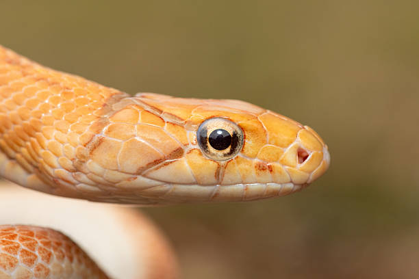 istock Radiated ratsnake (Coelognathus radiata), also known as a copperhead rat snake, or copper-headed trinket snake 2231426810