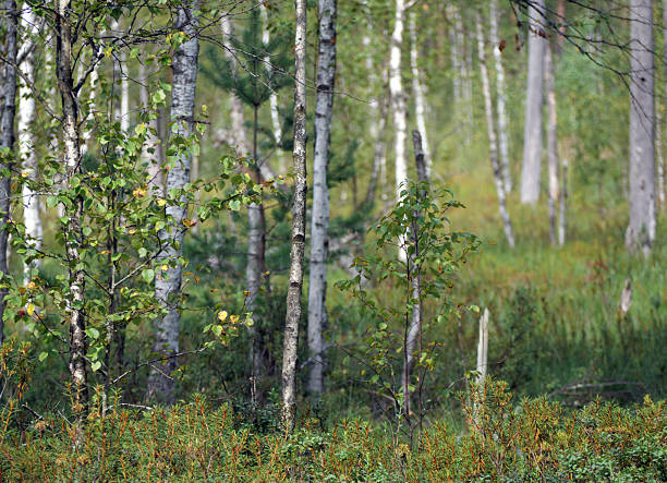 A tranquil and scenic shot of a dense birch grove. The iconic white trunks of the trees create a beautiful, textured pattern against the green and gold undergrowth, capturing the serene atmosphere of a European forest