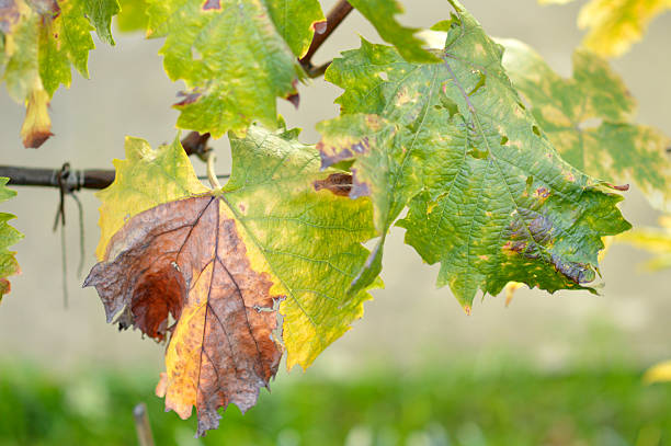 autumn in vineyard