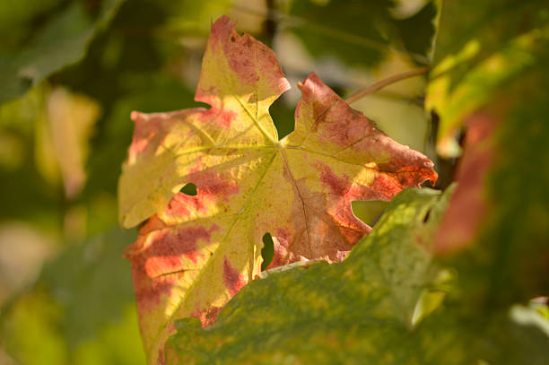 Close-up of a red leave texture in Autumn