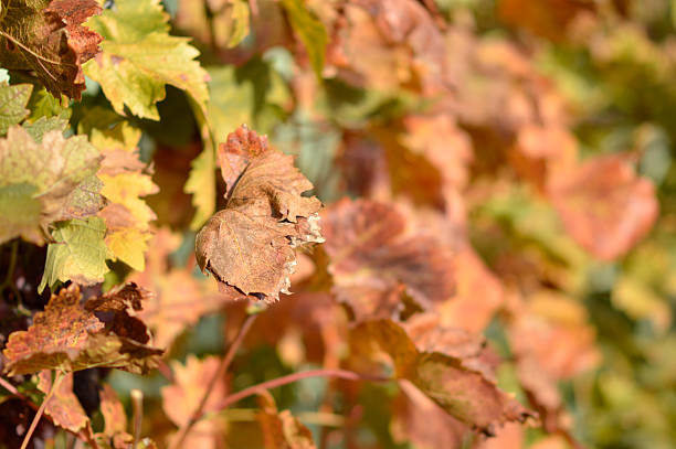 autumn in vineyard