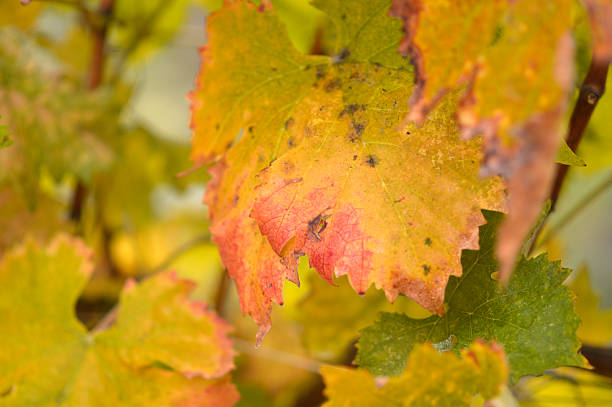 autumn in vineyard