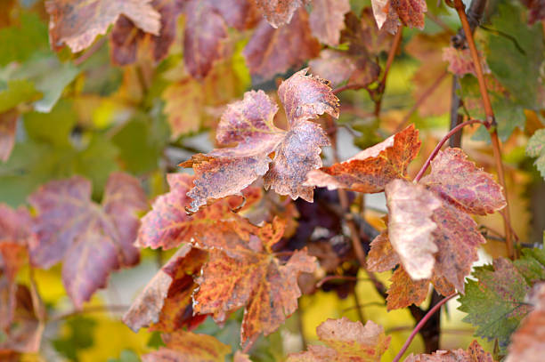 istock colorful autumn leaves in vineyard 2231427394