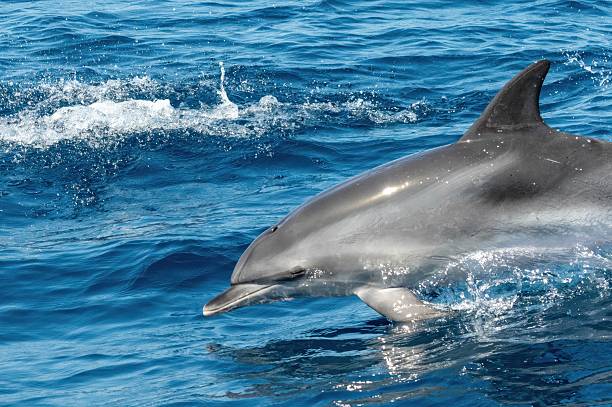 istock Jumping and swimming dolphin 2231428028