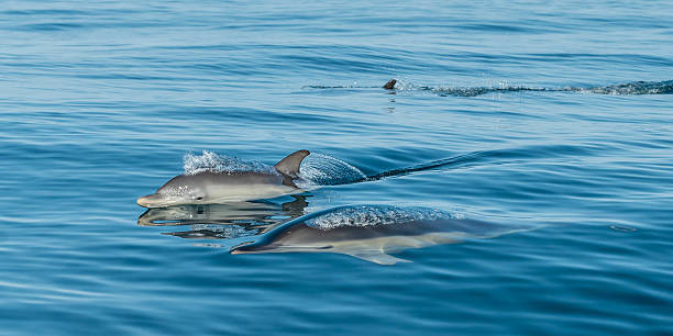 istock Jumping and swimming dolphins 2231428273