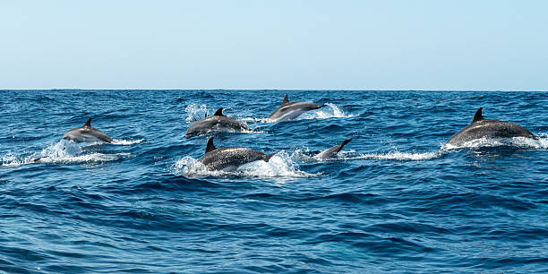 istock Jumping and swimming dolphins 2231428380