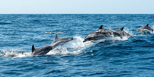 istock Jumping and swimming dolphins 2231428381
