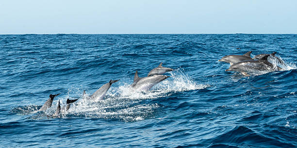 istock Jumping and swimming dolphins 2231428382