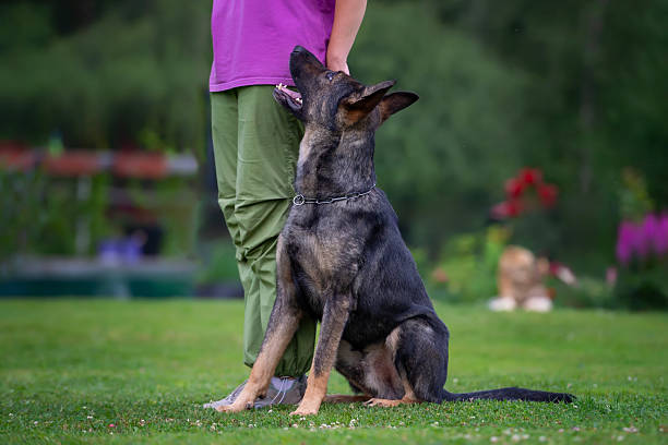 Training animal obedience