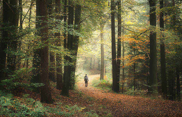 istock Hiker in a dreamy forest on a misty autumn day 2231429137