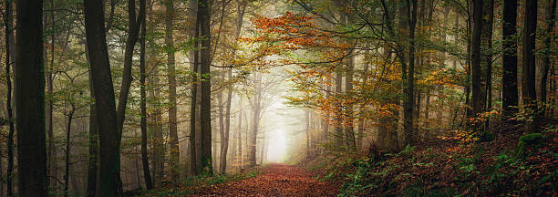 Dreamy fairytale landscape in a misty forest in autumn, with a soft beam creating a tunnel of light through the trees