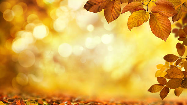 Autumn leaves on shimmering blurred background