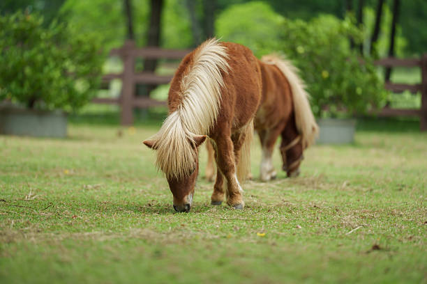 Horse grazing in a pasture