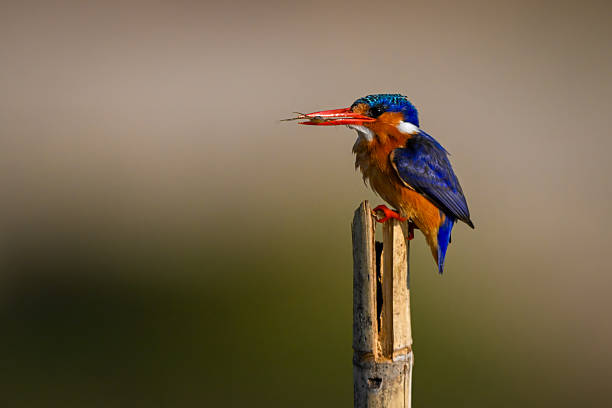 istock Malachite kingfisher on wood post holding bug 2231432330