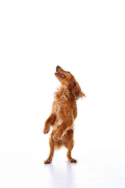 istock English Cocker Spaniel puppy on a white background 2231433019