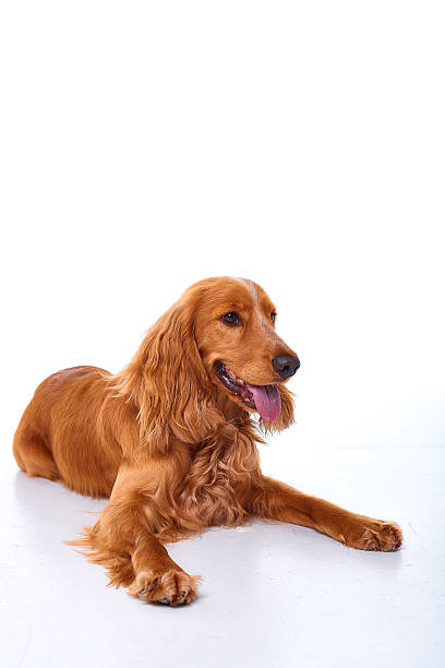 istock English Cocker Spaniel puppy on a white background 2231433052