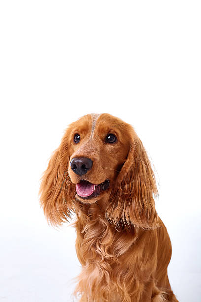 istock English Cocker Spaniel puppy on a white background 2231433058