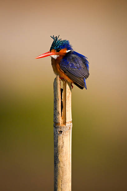 istock Malachite kingfisher on wood post staring downwards 2231433163