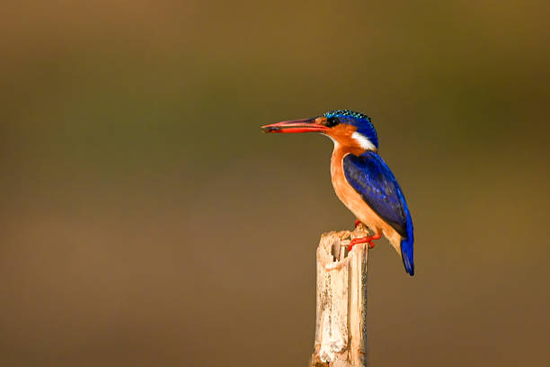 istock Malachite kingfisher on wooden post carrying grub 2231433541
