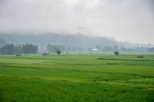 istock Morning mist covers the rice field 2231434335