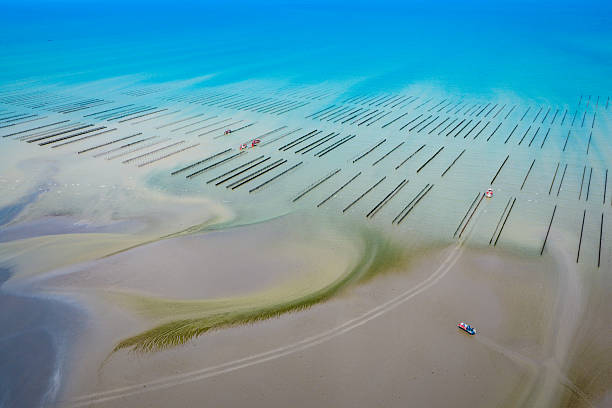 istock Oyster and Mussel Farming 2231435151