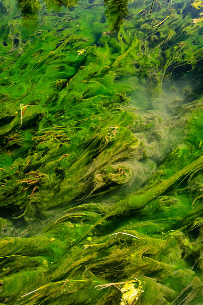 istock Green aquatic plants underwater with vibrant natural textures 2231435588