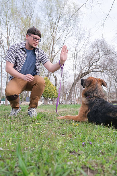 istock man walking his dog, teaching tricks on the grass in the park 2231437273