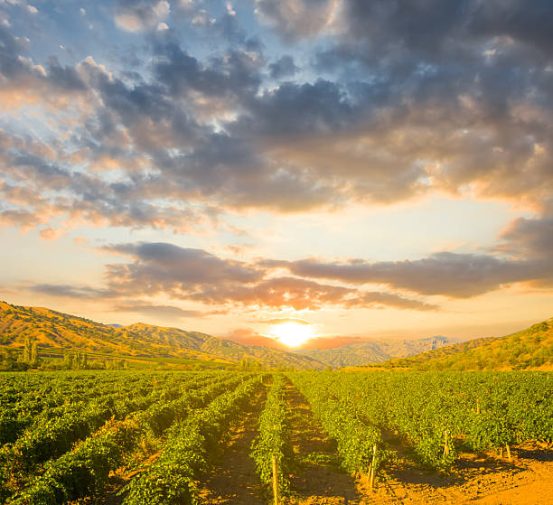 istock summer vineyard in mountain valley at the sunset 2231438054