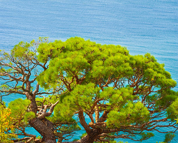 closeup fir tree growth on marine cape above emerald sea