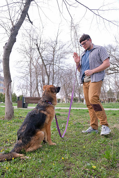 istock man walking his dog, teaching tricks on the grass in the park 2231439158