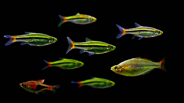 istock Danio Rerio. Dark nature background. 2231439256