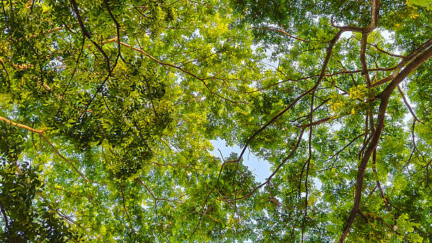 istock Green Leaves Canopy and Tree Branches from Below, Natural Forest Background, Ecology, Outdoor Nature, Environmental Conservation, and Sustainable Living Concept 2231439343